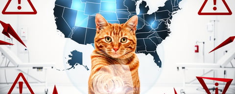 Illustration for: Cat Declawing Is Illegal — But Only in 7 States, Not All of America