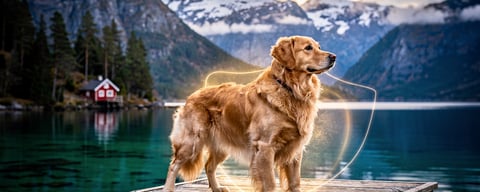 Illustration for: In Norway, Neutering Your Dog Is Illegal Without Justification