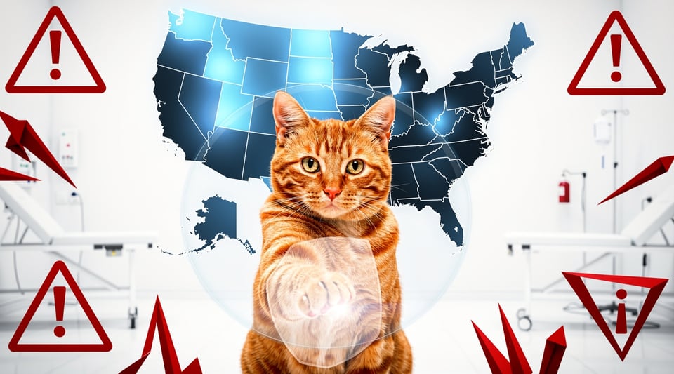 Illustration for: Cat Declawing Is Illegal — But Only in 7 States, Not All of America
